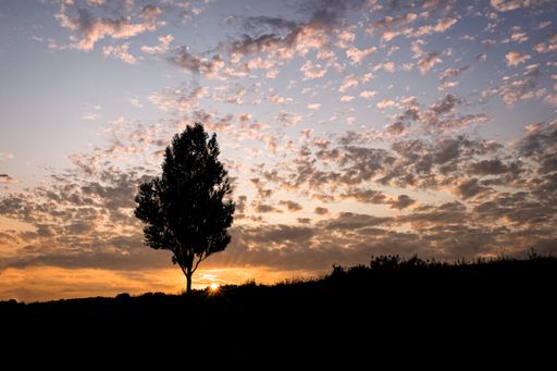 The sunset over the field with a single tree in summer