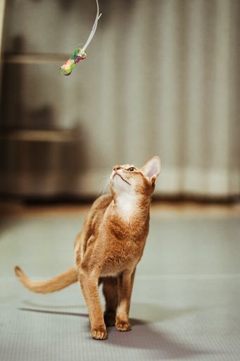 A selective closeup of a cute Abyssinian cat playing with a toy in the room