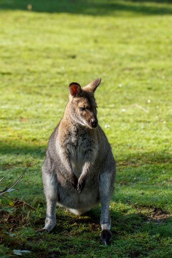 A Kangaroo standing on the grass looking right with the blurred background