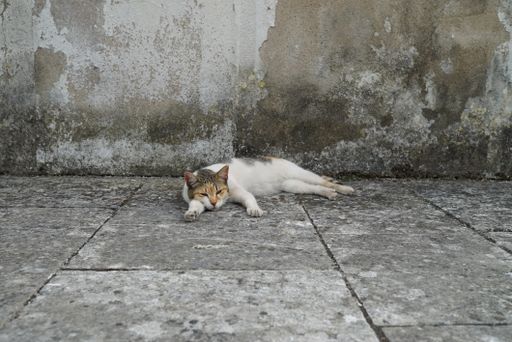 An adorable sleepy cat lying on the stone ground