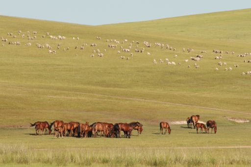A herd of horses grazing in grassland in Inner Mongolia