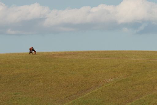 A lonely horse grazing in grassland under a cloudy sky in Inner Mongolia