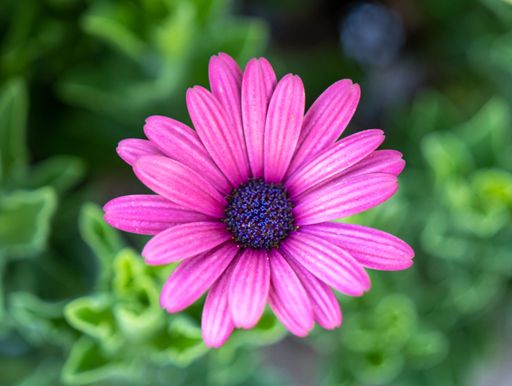 The bright pink flower viewed from above with the blurred background