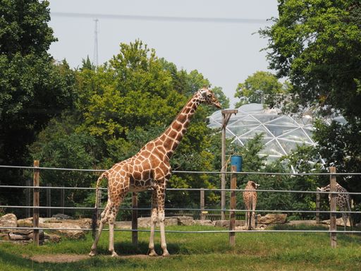 A group of giraffes in a cage in Topeka Zoo, Kansas, United States