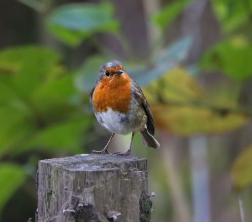 A European robin perched on a wooden stump in a lush green forest, showcasing its vibrant red breast and curious expression.