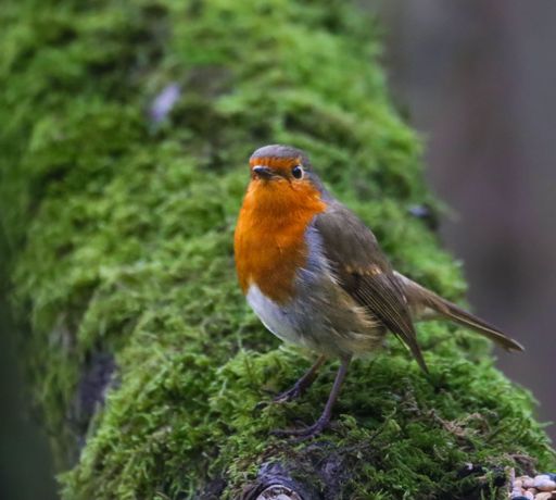 A European robin perched on a mossy branch in a lush green forest setting.