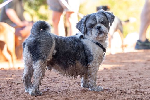 A closeup of a small Shih Tzu dog standing on a sandy ground and looking to its right side, against a blur background of people