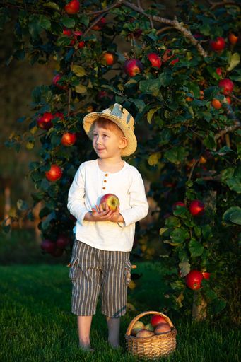 A young boy with a straw hat holding an apple in an orchard, surrounded by ripe apples and greenery during a sunny day.