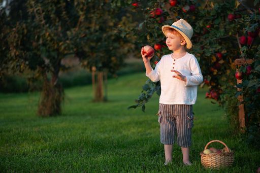 Young boy in a hat picking apples in an orchard during sunset, with a basket of apples on the grass.