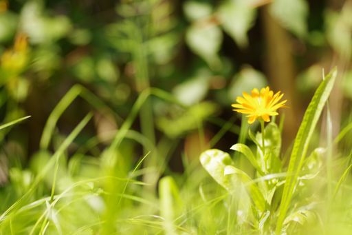 A bright orange Calendula officinalis ( garden marigold ), illuminated by the sun, in a flower meadow.