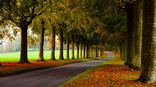 Scenic autumn road lined with tall trees and colorful foliage, leading into a serene countryside landscape.
