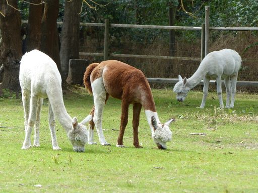 A bright summer day in the countryside with cute alpacas grazing on a field