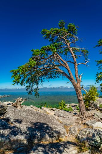 A solitary tree on a rocky mountain landscape under a vibrant blue sky, offering a serene and scenic view.