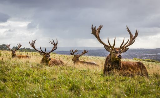 A herd of red deer lying on the ground under a cloudy sky in the countrysid