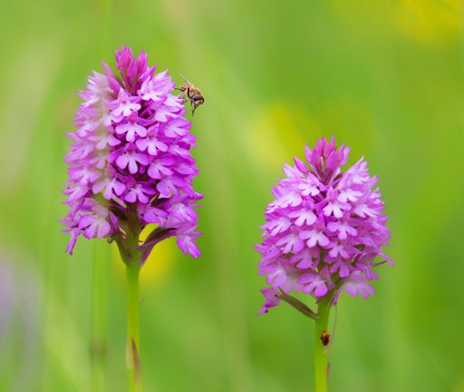 A closeup of a hoverfly on Pyramidal orchids in a field with a blurry background
