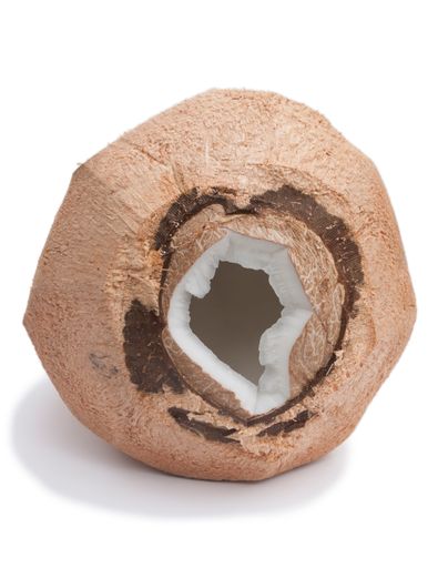 Dry coconut in studio with white background, organic cultivation in Guatemala, tropical fruit. Cocos nucifera.