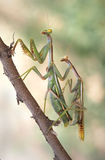 A vertical closeup of the mating mantises.