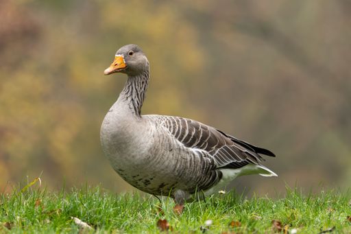 A close-up of a greylag goose standing on lush green grass with a blurred natural background.