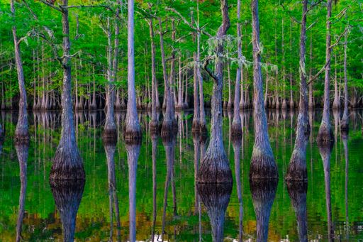 Serene cypress trees reflected in calm water, creating a symmetrical natural scene in a lush green swamp.