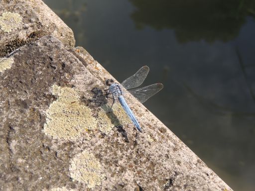 A closeup shot of a dragonfly on a cement stone on the lake shore