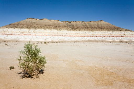 A solitary bush on a vast desert landscape with layered hills under a clear blue sky.