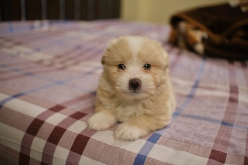 A shot of the fluffy, cute, small, blonde dog laying on a bed and looking towards the camera.