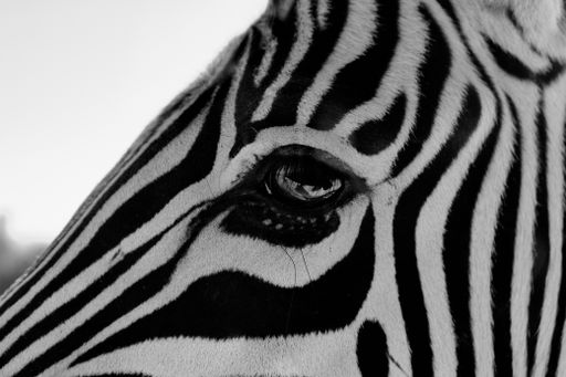 A closeup shot of the face of a magnificent zebra with beautiful patterns and stripes