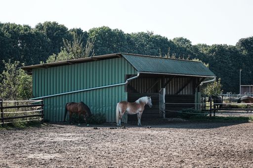 A group of horses standing beside a shelter in a paddock on a sunny day