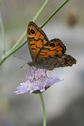 A close-up of an orange and wall brown butterfly, Lasiommata megera perched on a light purple Scabious flower, with blurred green stems
