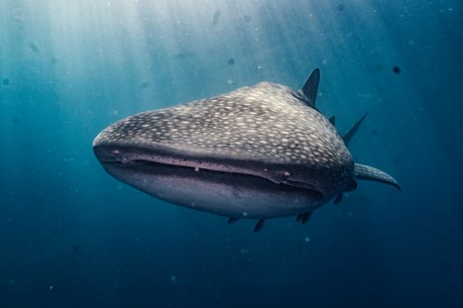 A whale shark (Rhincodon typus) in a deep ocean