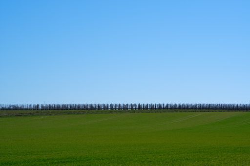 A beautiful shot of a green field with trees on the background under a clear blue sky