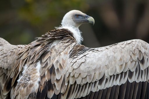 Close-up of a vulture with detailed plumage and a focused gaze, set against a blurred natural background.