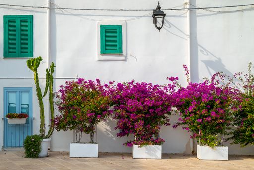 Colorful bougainvillea plants in white pots against a white wall with green shutters and a blue door, creating a vibrant Mediterranean scene.