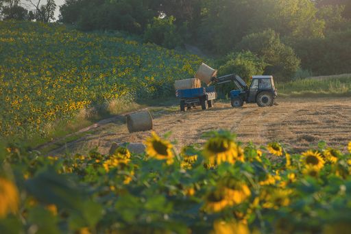 A tractor carrying bales of straw next to fields of sunflowers. Horizontal view.