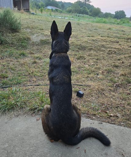 German Shepherd dog relaxing on grass in a park, viewed from the back