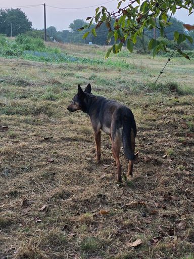 German Shepherd dog sitting on grass in a park, viewed from behind
