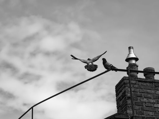 Black and white photo of pigeons on a chimney with one in flight, against a cloudy sky backdrop.