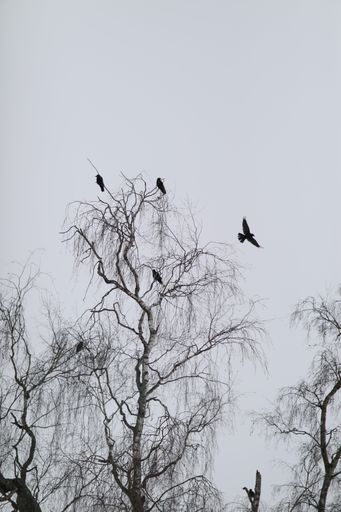 A vertical shot of birds perched on a bare tree in a field on a gloomy day in winter