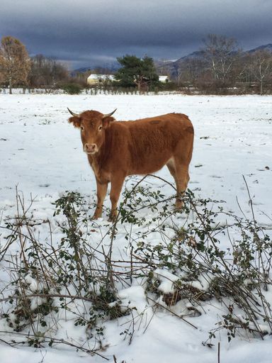 A vertical shot of a brown cow on a snowy landscape
