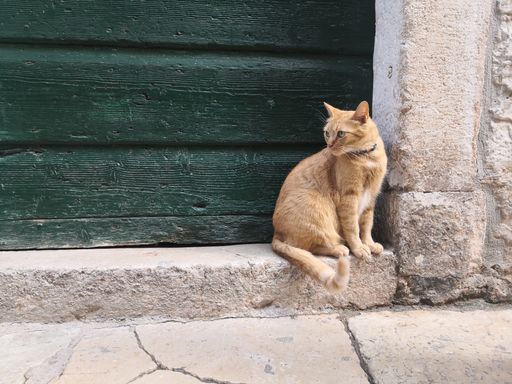 A cute ginger cat sitting next to an old wooden door looking aside
