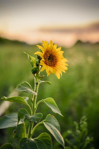 A vertical shot of a sunflower outdoors with a blurry background