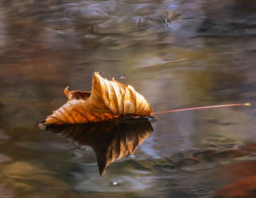 A close-up of a dried leaf floating on a calm water surface, reflecting autumn hues.