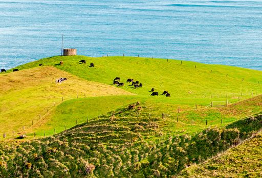 Cows grazing on lush green hills by the ocean under a bright blue sky, showcasing a serene rural landscape.