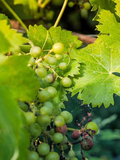 A vertical shot of ripening grapes in a vineyard