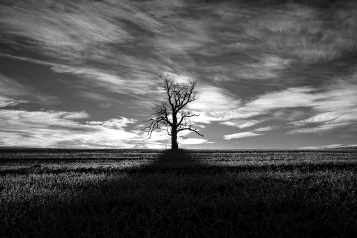 A solitary tree stands in a vast field under a dramatic sky, casting a long shadow, creating a striking black and white landscape.