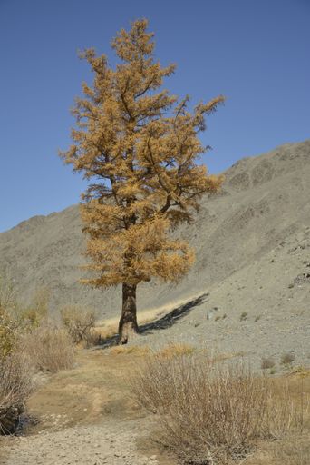 The view of the tree in the steppe in Mongolia