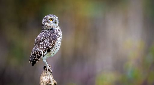 A close-up of a burrowing owl perched on a wooden post against a blurred natural background.