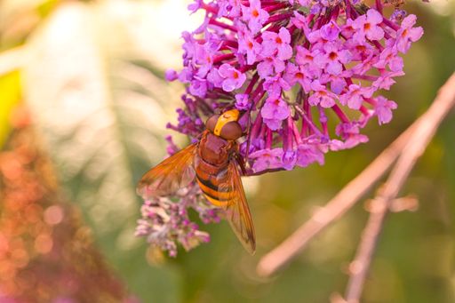 A closeup of a small bee trying to harvest nectar from beautiful purple flowers on a hot summer day