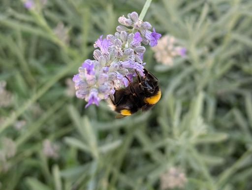 Close-up of a bumblebee on a lavender flower in a garden setting.