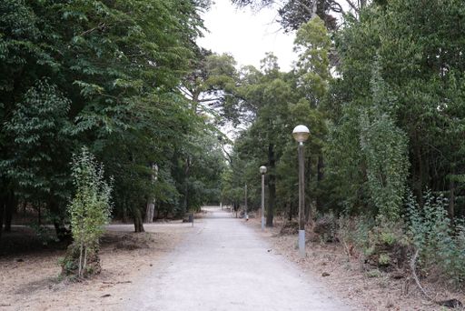 A trail in a green forest on a sunny day